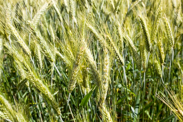 Wheat or rye on a young agricultural field in the spring, the plants are green and not ripe, Sunny weather