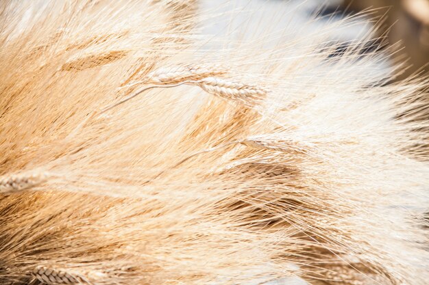 Wheat sacks during a sunny day in a warm  summer season