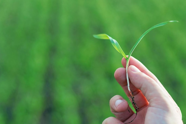 Wheat seedling on the hand. Spring wheat seedling. Growth concept,
Young sprout in springtime.