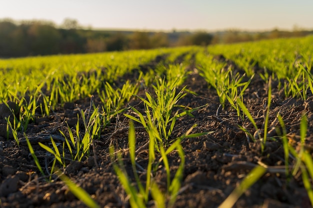 wheat seedlings emerge from the soil in a winter field basking in sunlight that highlights vibrant green sprouts and fertile earth