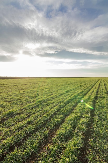 Wheat seedlings growing in a field. Young green wheat growing in soil.