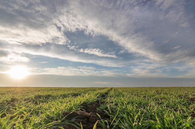 Wheat seedlings growing in a field Young green wheat