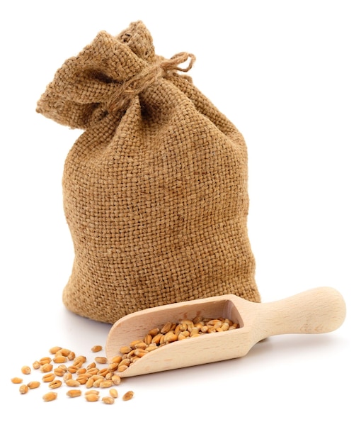 Wheat seeds in bag and scoop