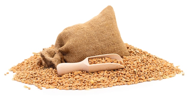 Wheat seeds in bag and scoop