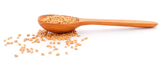 Wheat seeds in scoop