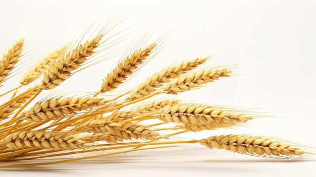 wheat set against a white backdrop isolated close up vegetarian food Generative AI