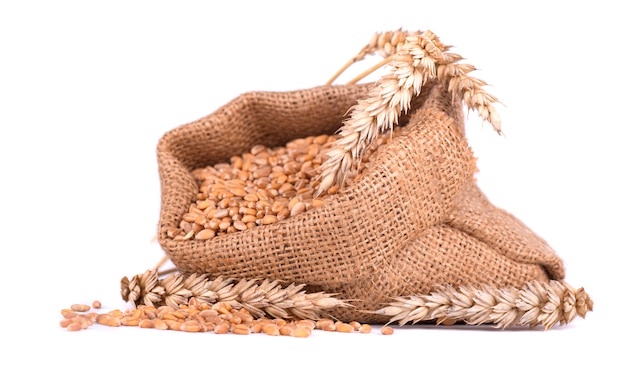 Wheat spike and wheat grain in burlap bag isolated on white space