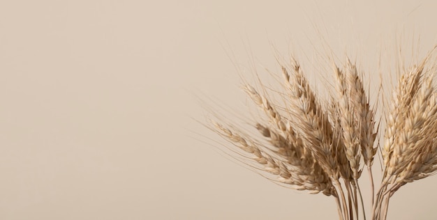 Wheat spikelets on a beige background with copy space. Selective focus.