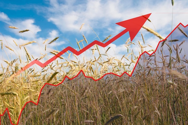 Wheat spikelets in closeup on a wheat field against a blue sky with clouds red arrow up graph of wheat prices for products concept