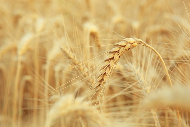 Wheat spikelets in a field close up with place for text