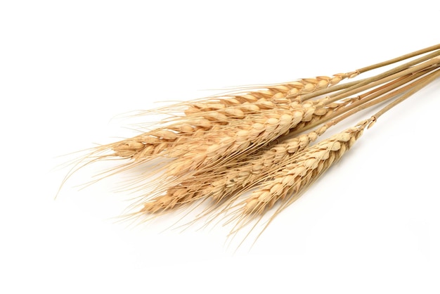 Photo wheat spikelets isolated on white background.