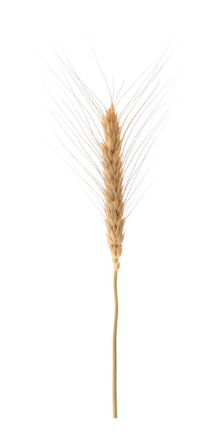 Photo wheat spikelets isolated on white background.