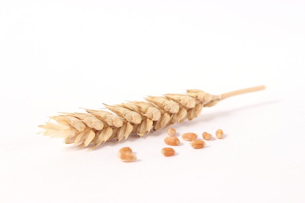 Wheat and spikelets on a white background