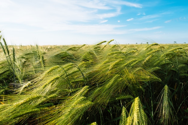 Wheat spikelets with blue sky