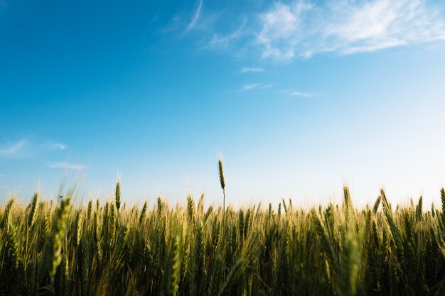 Wheat spikelets with blue sky