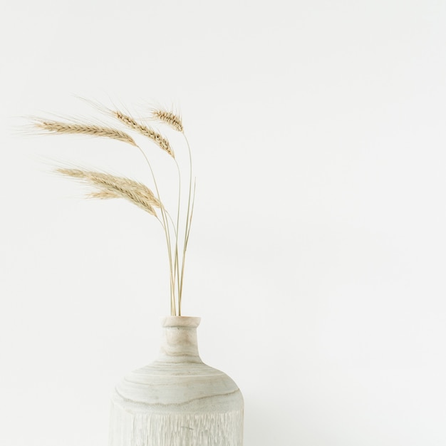 Wheat spikes bouquet in wooden vase on white.