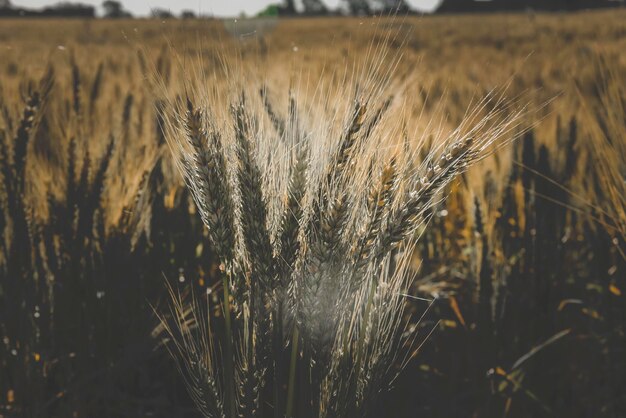 Wheat spikes in La Pampa Argentina