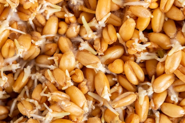 Wheat sprouted grains are on the table, close-up view