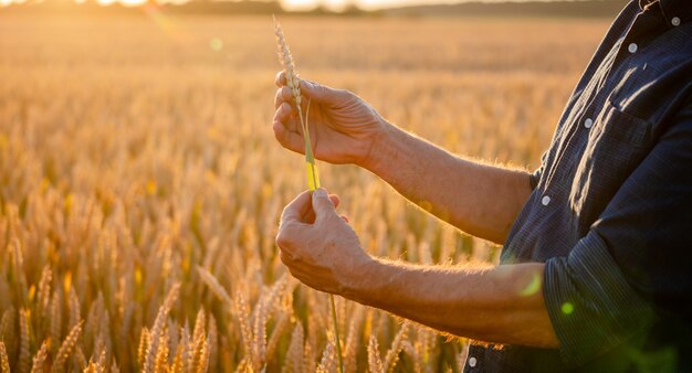 Wheat sprouts in a farmer's hand. Farmer in field checking wheat crop.