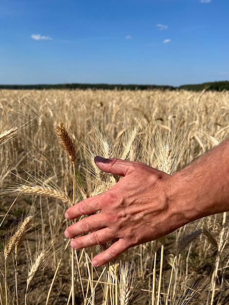 Germogli di grano nella mano di un contadino contadino che cammina attraverso il campo controllo del raccolto di grano