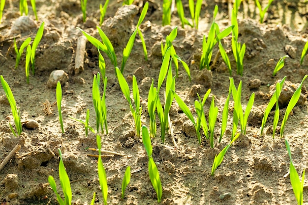 Wheat sprouts