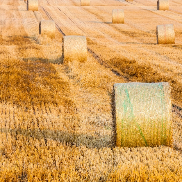 Wheat stack in a field on a farm near village . Straws of wheat stacked in rows