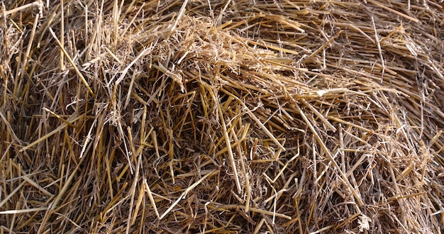 wheat straw collected in stacks after grain harvest