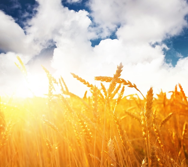 Wheat at sunset summer feld