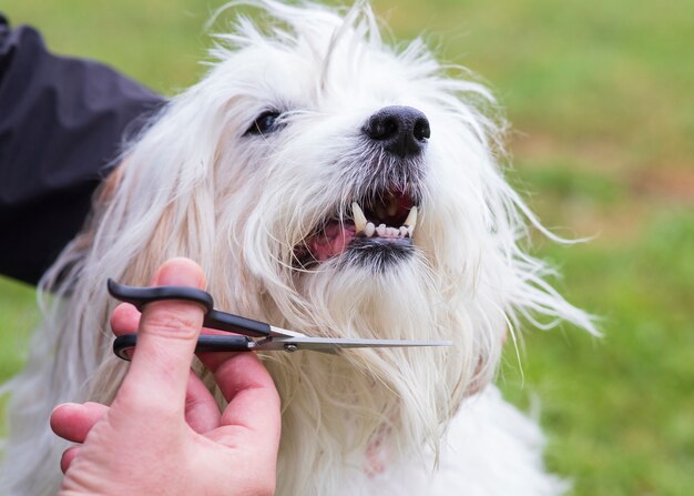 Foto un terrier di grano che si taglia i capelli per rimuovere i capelli dagli occhi