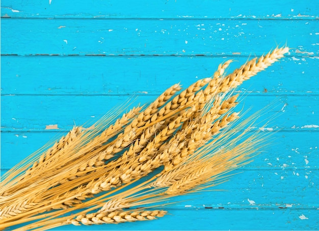 小麦。青いテーブルの背景に小麦の耳