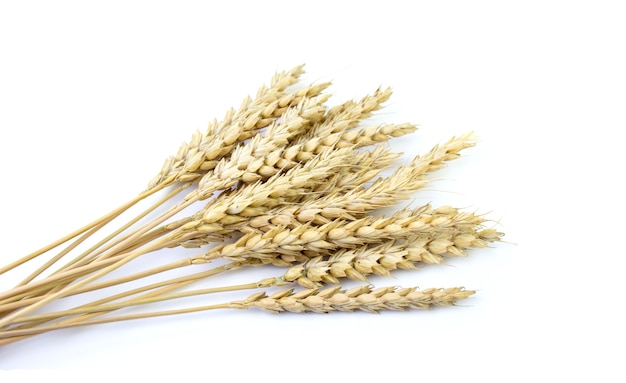 Wheat on a white isolated background