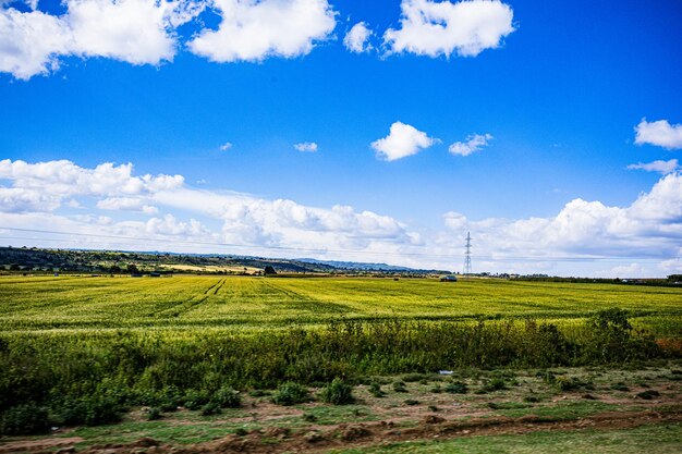 Wheat whole grains green landscapes in Narok County Kenya East Africa