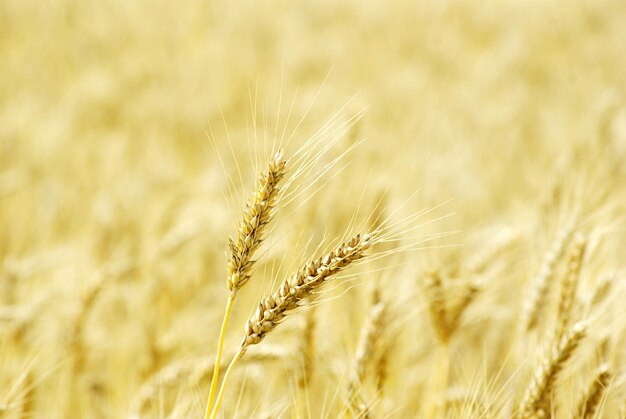 Wheat