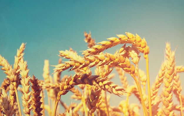 Wheat