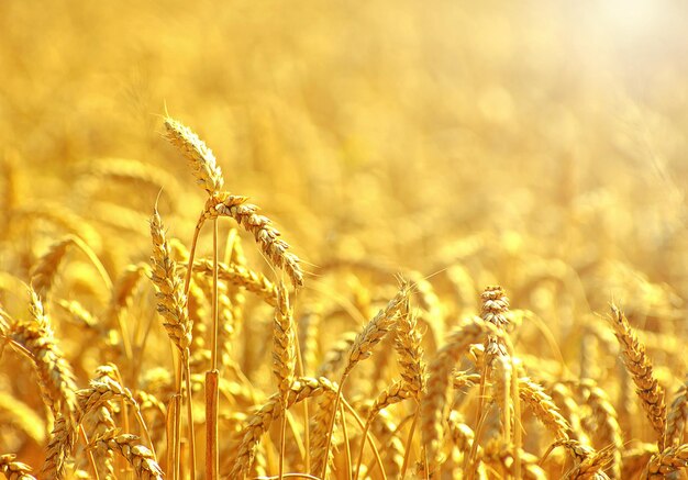 Photo wheat