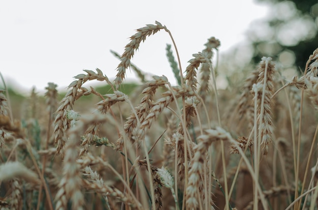 Photo wheat