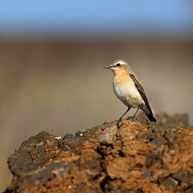 Wheatear sitting on a stone surface.