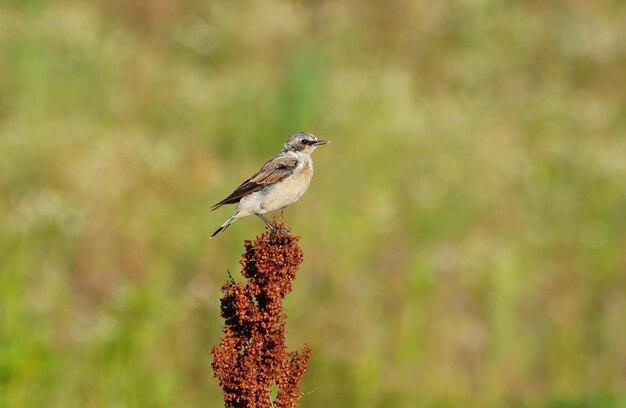 WheatearOenantheoenantheは晴れた朝に牧草地の植物に座っています