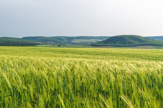 Wheatfield in the countryside