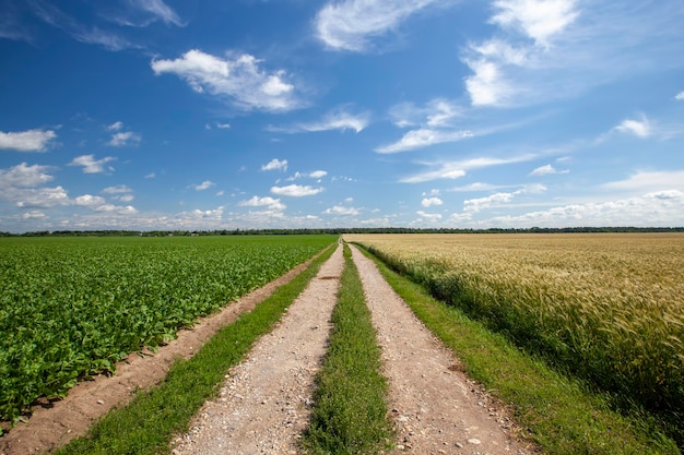 Wheel ruts like a highway with a blue sky