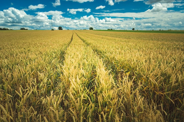 Wheel tracks in a field of grain