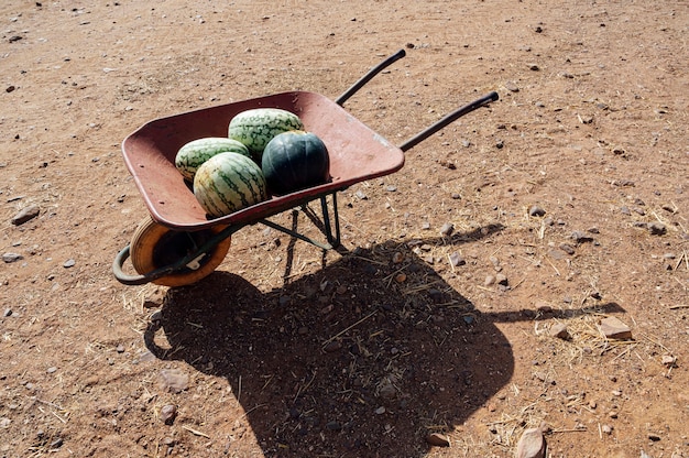 Wheelbarrow full of watermelons