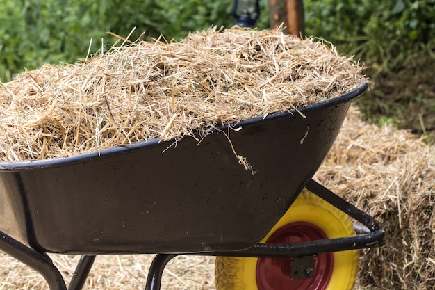 wheelbarrow with fresh hay