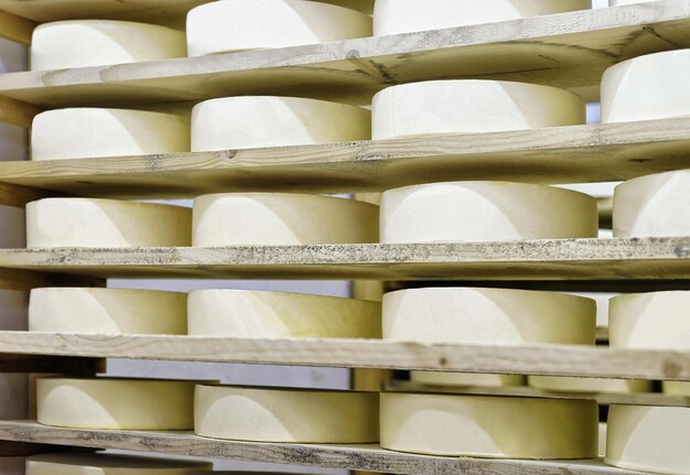 Wheels of young Cheese on wooden shelves at maturing cellar in Franche Comte dairy in France