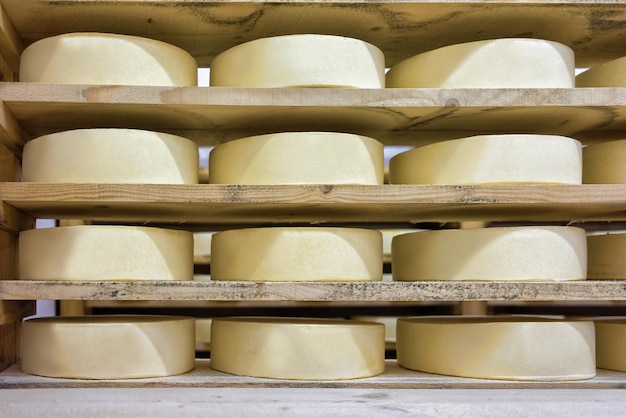 Wheels of young Comte Cheese on wooden shelves at ripening cellar of Franche Comte dairy, in France