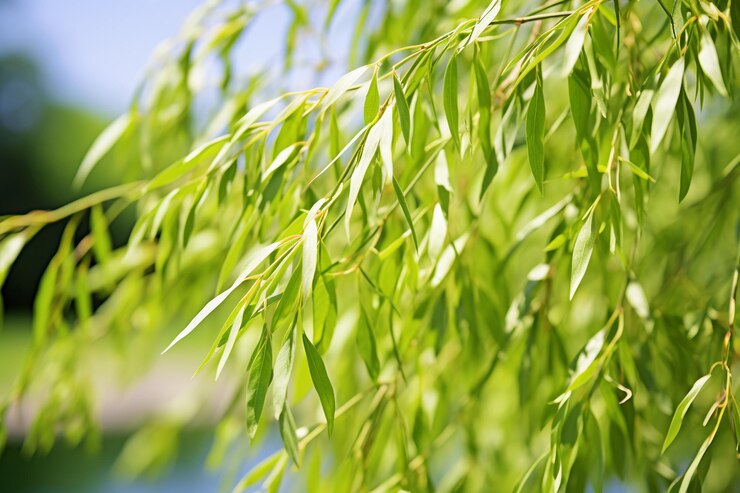 Photo whihtewashed willow background