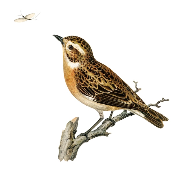 Птица Whinchat png, нарисованная вручную