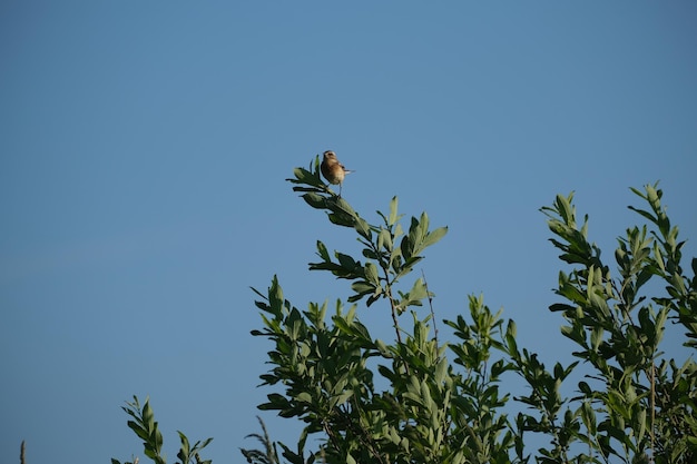 자연의 덤불에서 쉬고 있는 Whinchat 새