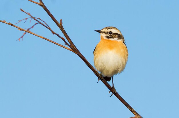 Whinchat saxicola rubetra The bird sits on a twig