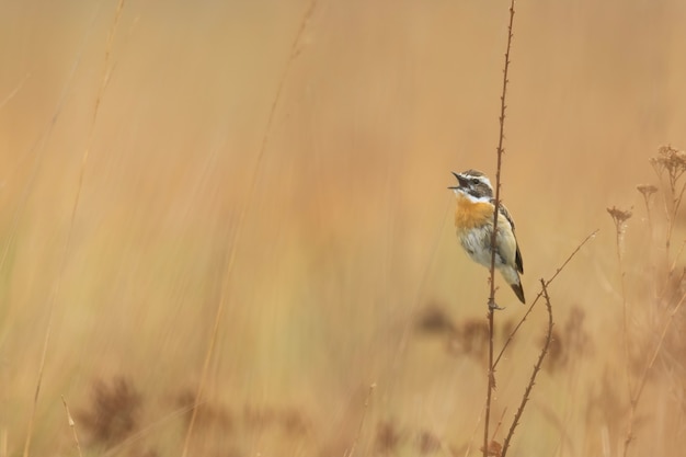 Whinchat сидит на ветке